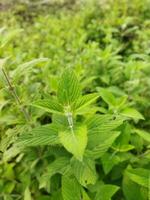 il stelo e le foglie di banpudina siamo fragrante e fragrante. il stelo di banpudina pause con un' scoppiettante suono quando leggermente premuto, quindi suo altro nomi siamo matmatia e matka. esso è probabilmente dare foto