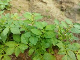 patate siamo adesso essere coltivato attraverso il orizzonte, guardare intorno a, esso sembra piace il rugiada gocce su il accumulato Patata le foglie come il leggero di il verde scoppia. foto