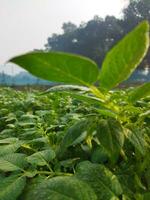 patate siamo adesso essere coltivato attraverso il orizzonte, guardare intorno a, esso sembra piace il rugiada gocce su il accumulato Patata le foglie come il leggero di il verde scoppia. foto