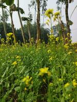 guardare a il campo, esso è come Se un' giallo tappeto ha stato diffusione attraverso il orizzonte. nel il terra di il giallo re di mostarda fiori, il raccogliere campo è ronzio con il ronzio di api raccolta ho foto