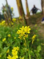 guardare a il campo, esso è come Se un' giallo tappeto ha stato diffusione attraverso il orizzonte. nel il terra di il giallo re di mostarda fiori, il raccogliere campo è ronzio con il ronzio di api raccolta ho foto