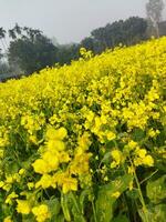 guardare a il campo, esso è come Se un' giallo tappeto ha stato diffusione attraverso il orizzonte. nel il terra di il giallo re di mostarda fiori, il raccogliere campo è ronzio con il ronzio di api raccolta ho foto