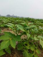 patate siamo adesso essere coltivato attraverso il orizzonte, guardare intorno a, esso sembra piace il rugiada gocce su il accumulato Patata le foglie come il leggero di il verde scoppia. foto