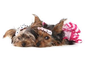 cuccioli di yorkshire terrier vestiti di rosa