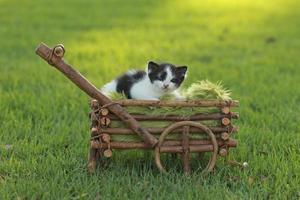 gattino all'aperto nell'erba foto