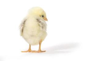 adorabile pulcino di pollo su sfondo bianco foto