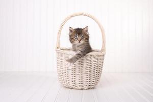gattino maincoon con grandi occhi nel cestino