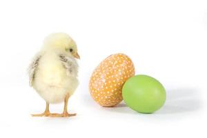 immagine a tema festivo con pulcini e uova foto