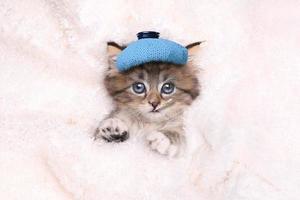 gattino malato con borsa del ghiaccio e termometro foto