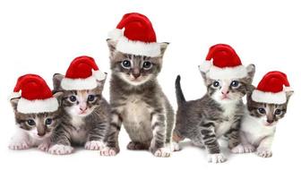 gattini di natale che indossano un cappello rosso su bianco foto
