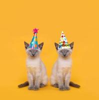 tagliare i gatti da festa siamesi che indossano cappelli di compleanno foto