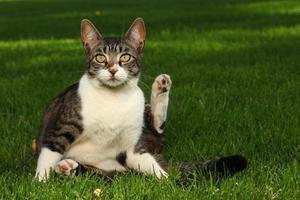gatto che gioca all'aperto sull'erba