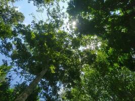 ombreggiato alberi nel il foresta, luce del sole penetrante il albero le foglie foto