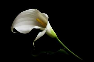 ai generato calla bianca fiore avvicinamento tiro su nero sfondo. creare ai foto