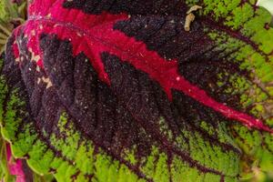 lotto di rosso foglia miana, iler coleus scutellarioides su parco come decorativo pianta. foto