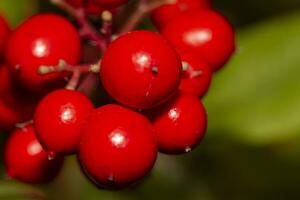 rosso frutti di bosco su arbusto. alto qualità foto