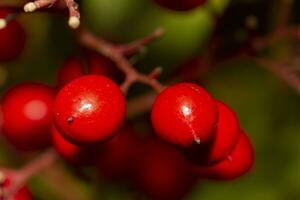 rosso frutti di bosco su arbusto. alto qualità foto