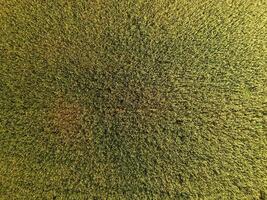 maturazione Grano. verde acerbo Grano è un' superiore Visualizza. Grano campo foto