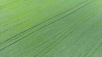 struttura di Grano campo. sfondo di giovane verde Grano su il campo. foto a partire dal il quadricottero. aereo foto di il Grano campo