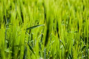 campo di verde immaturo orzo. spighette di orzo. il campo è orzo, rurale paesaggio. foto