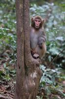 scimmie rhesus selvatiche che vivono nel parco nazionale di zhangjiajie in Cina foto