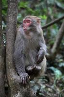 scimmie rhesus selvatiche che vivono nel parco nazionale di zhangjiajie in Cina foto