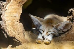 addormentato bambino fennec Volpe o dolce Volpe. carino animale o natura ritratto foto