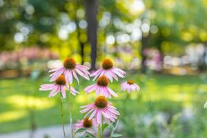 selvaggio viola cosmo fiori nel prato nel raggi di luce del sole su sfocato natura paesaggio parco sfondo con copia spazio, morbido messa a fuoco, bellissimo bokeh. autunno fiori luminosa fogliame fondale foto