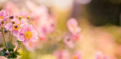 bellissimo selvaggio fiori viola selvaggio floreale giardino nel mattina foschia nel natura avvicinamento macro. paesaggio largo formato, paesaggio bandiera come artistico Immagine. rilassante, romantico fioritura fiori, amore romanza foto