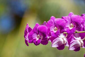 ramo di bellissimo rosa phalaenopsis orchidea su sfocato sfondo, avvicinamento. natura concetto per design. soleggiato tropicale floreale fioritura giardino natura. sfocato sognare fogliame, sereno tranquillo, calmo esotico Visualizza foto