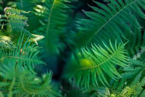 bellissimo astratto natura sfondo. tranquillo rilassamento fresco verde felci nel estate foresta. superiore Visualizza naturale panoramico avvicinamento. luce del sole flora come all'aperto ambiente lussureggiante fogliame. primavera botanica foto