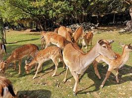 femmina di daino nel parco nazionale d'abruzzo foto