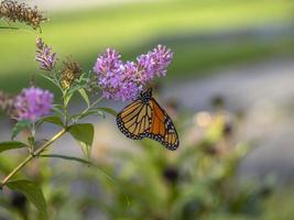 farfalla monarca, ,danaus plexippus, foto