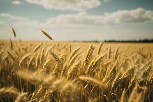 ai generato un' Grano campo confine foto