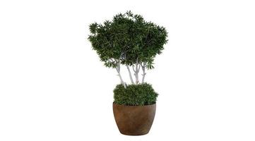 pianta verde nel rendering 3d della pianta da vaso marrone foto