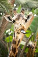 giraffa esilarante con la lingua fuori foto