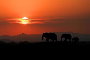 bella silhouette di elefanti africani al tramonto foto