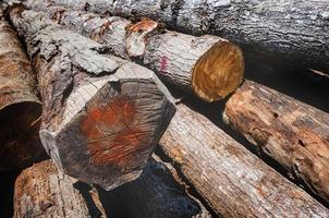 tronchi di legno accatastati di speranza odorata. foto