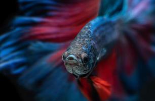 pesce betta blu e rosso o combattimento siamese.