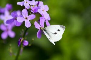 farfalla cavolo impollina un' viola fiore. foto