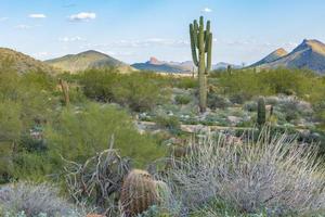 la primavera nel deserto di Sonora negli Stati Uniti occidentali crea una lussureggiante natura selvaggia con montagne colorate e cactus saguaro