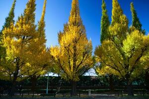 colorato nel il autunno parco con chiaro cielo foto