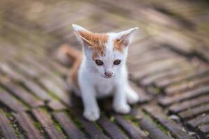 vicino su gatto Guarda su telecamera foto