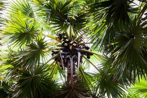 toddy palma albero su azienda agricola foto