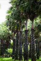 toddy palma albero su azienda agricola foto