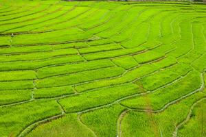 verde di riso terrazza su collina di montagna foto