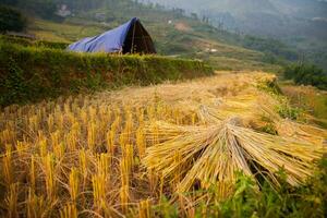 campo di riso terrazza passo su collina foto