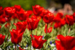 avvicinamento e selettivo messa a fuoco tiro di tulipano fiore letto foto