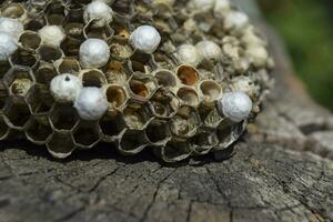 vespa nido con vespe seduta su esso. foto