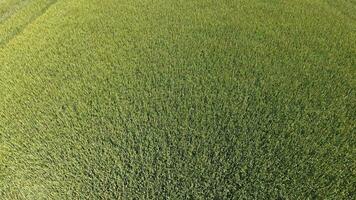 verde Grano nel il campo, superiore Visualizza con un' drone. struttura di Grano verde sfondo. foto